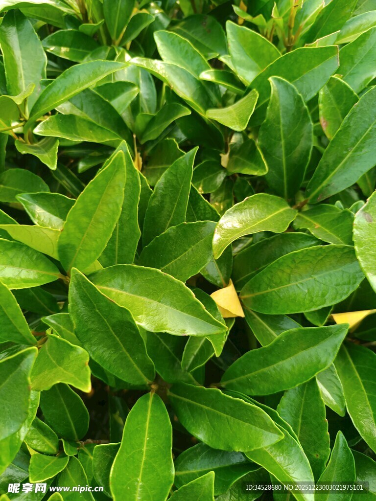 翠绿繁茂的叶片植物