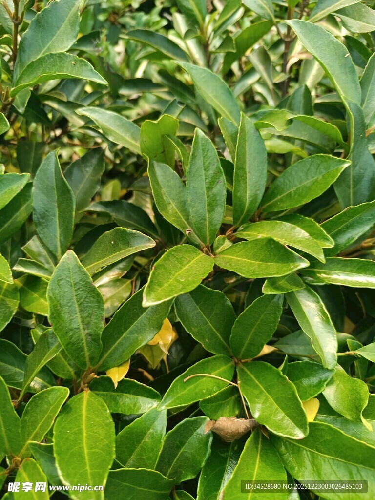 翠绿繁茂的植物叶片