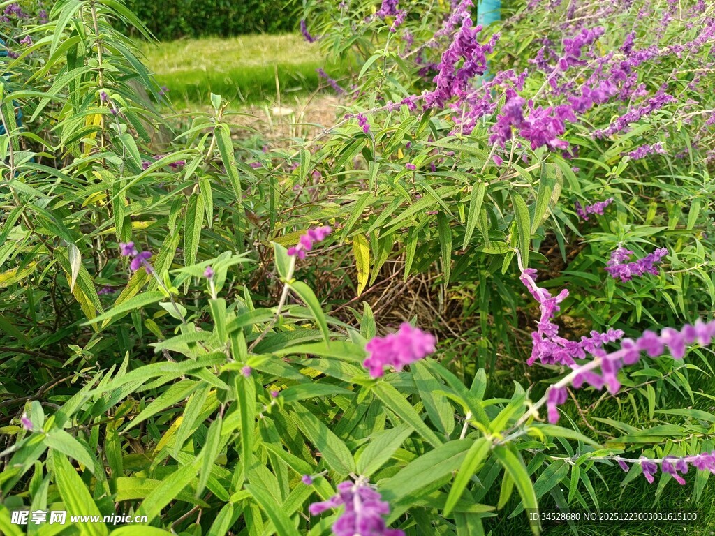 繁花绿植的自然景致