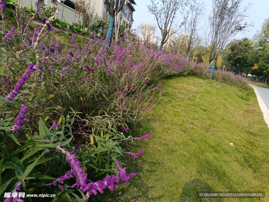 花园中绽放的紫色花卉