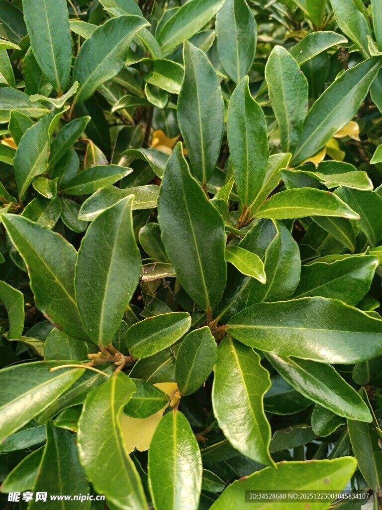 翠绿茂密的植物叶片