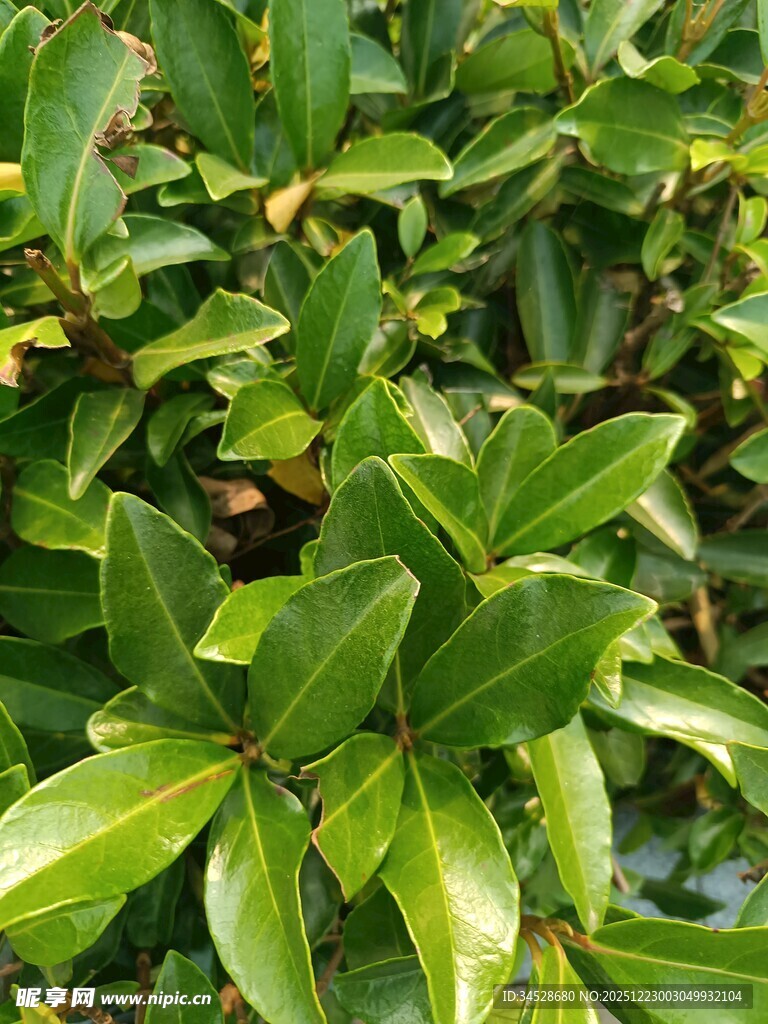 翠绿叶片的植物特写