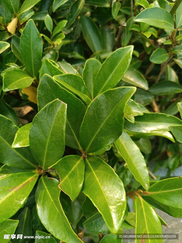 翠绿光泽的植物叶片