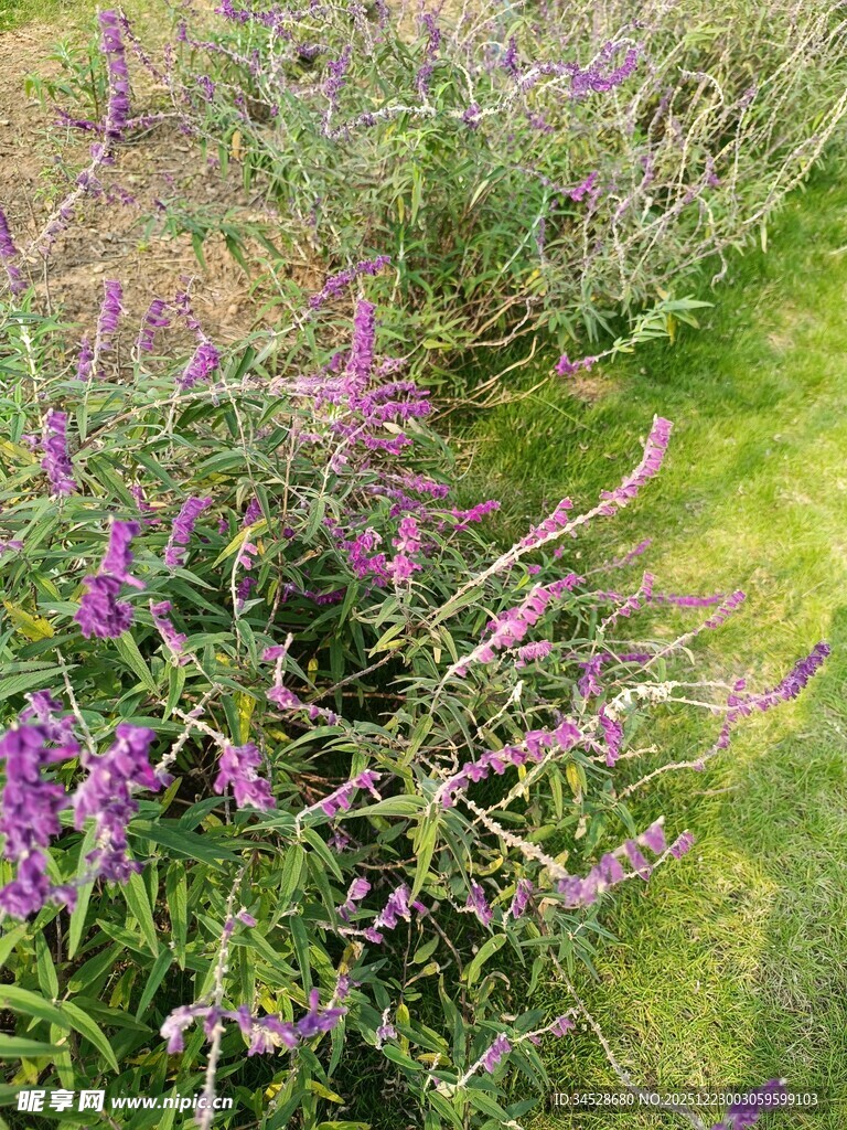 紫色花丛中的自然美景