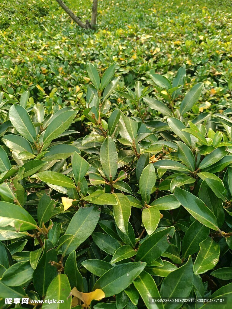 绿叶繁茂的植物景观
