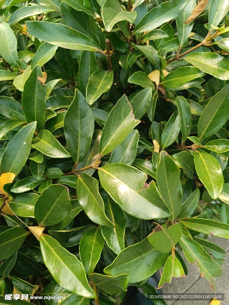 绿叶繁茂的植物特写