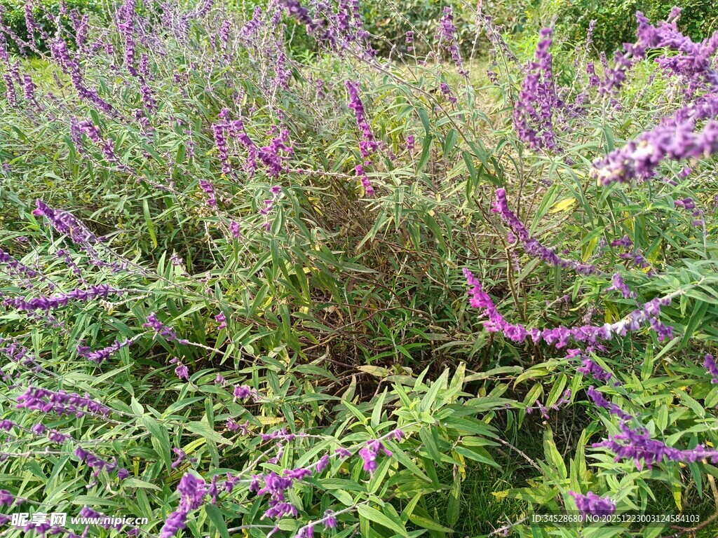 紫色野花绽放于草丛中