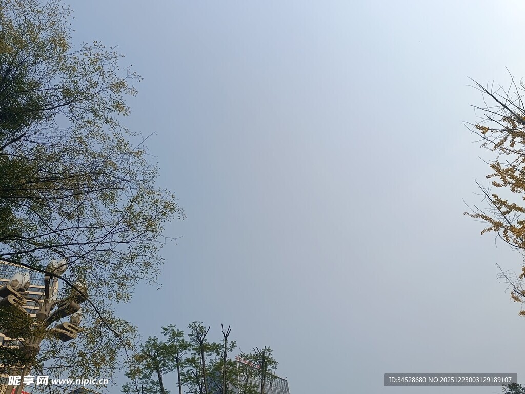 仰视树木与晴朗天空