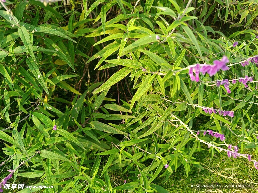 绿叶丛中绽放的紫色小花