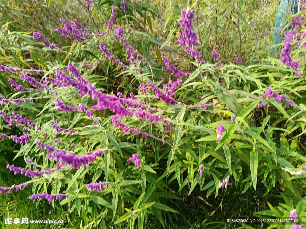 紫色花卉绿植景观