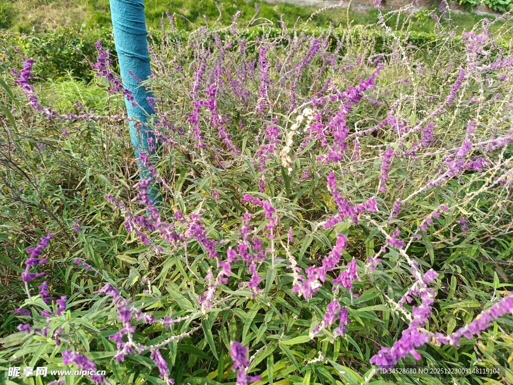 紫色花丛中的蓝色杆状物