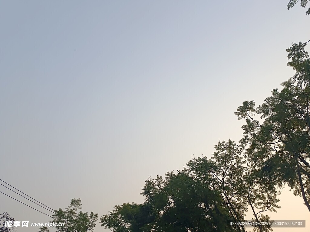 黄昏下的树梢与电线