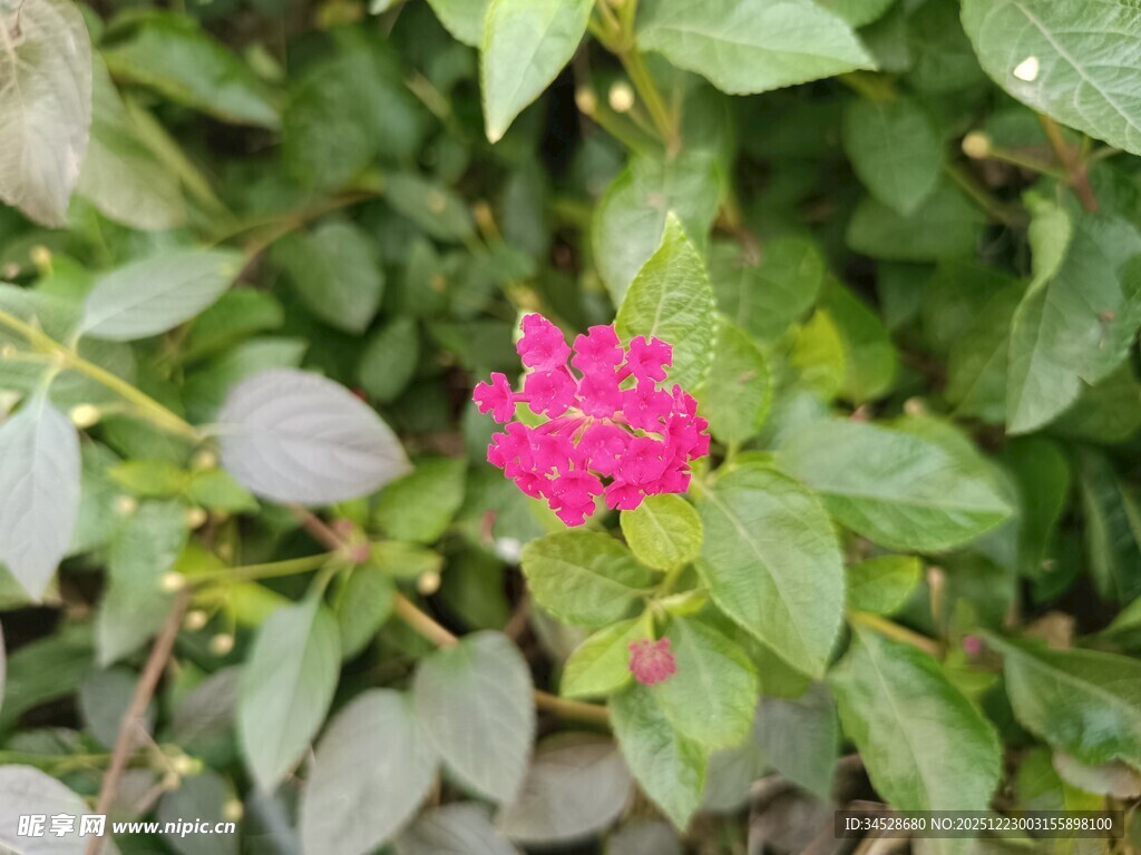 娇艳粉色花朵绽放绿叶间