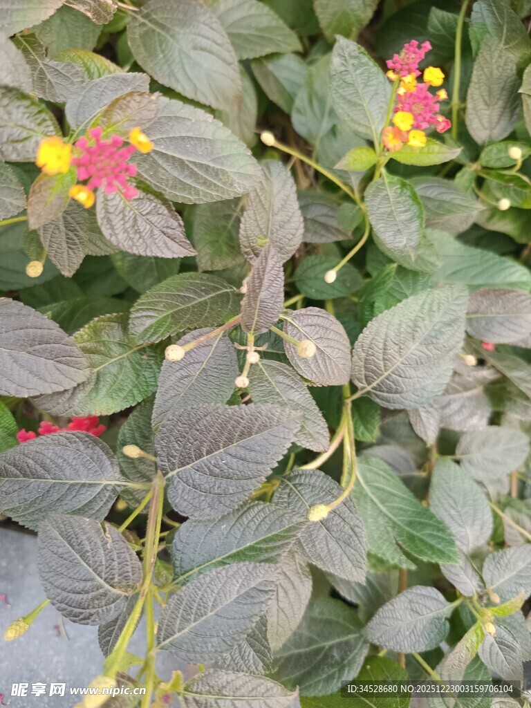 多彩花卉植物特写