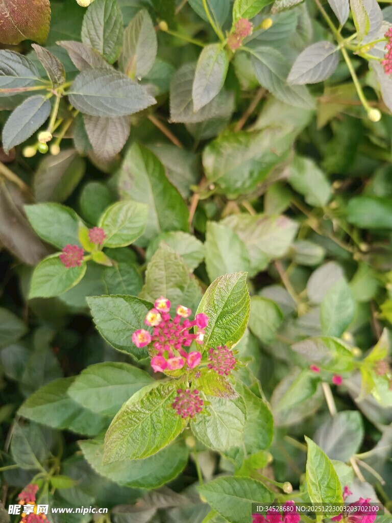 绿叶间绽放的鲜艳小花