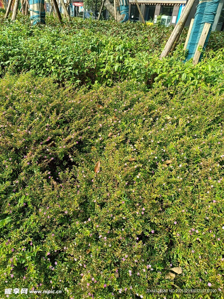 户外茂盛的绿色植物丛