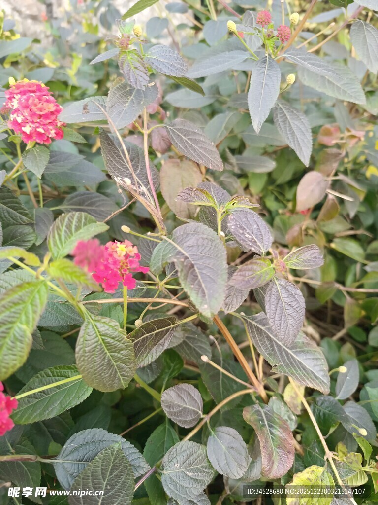 绿叶间绽放的娇艳花朵