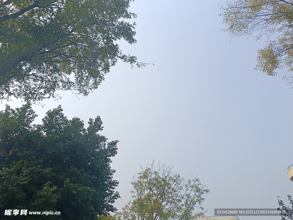 仰视绿树蓝天景象
