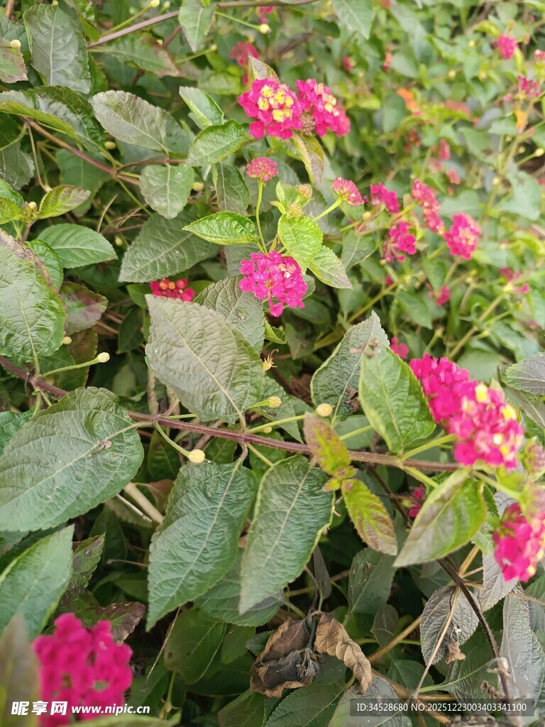 鲜艳粉色花朵与绿叶景观