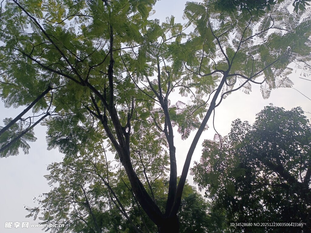 仰视繁茂绿树蓝天景象