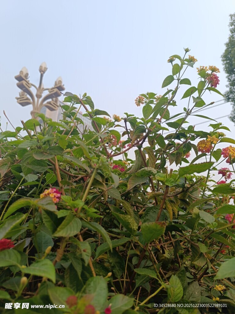 绿叶间的红色花卉