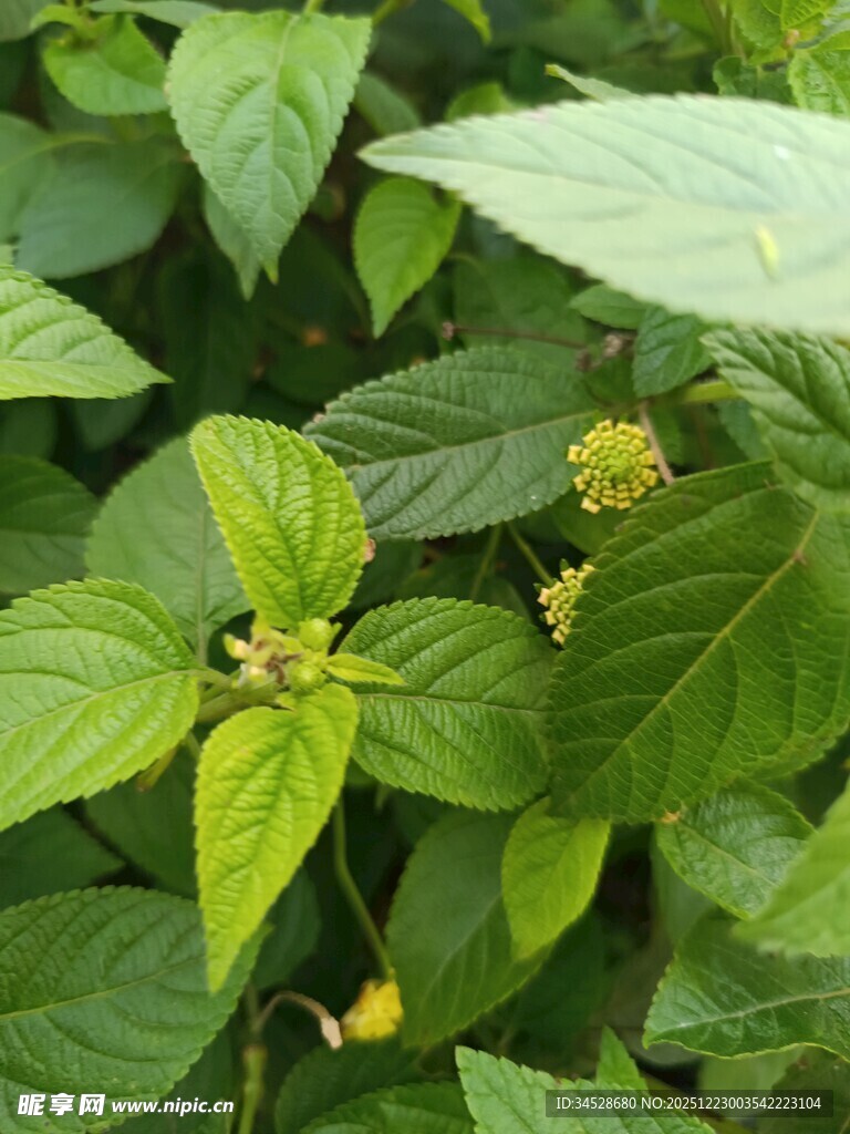 绿叶黄花植物特写