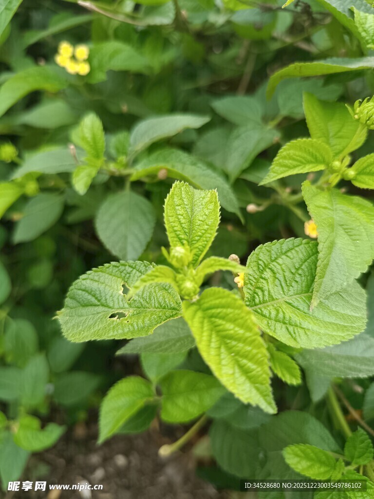 嫩绿叶片与黄色小花植物