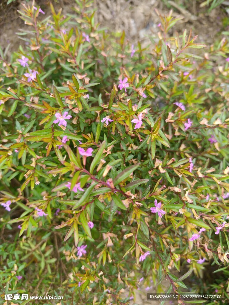 绿叶间绽放的粉色小花