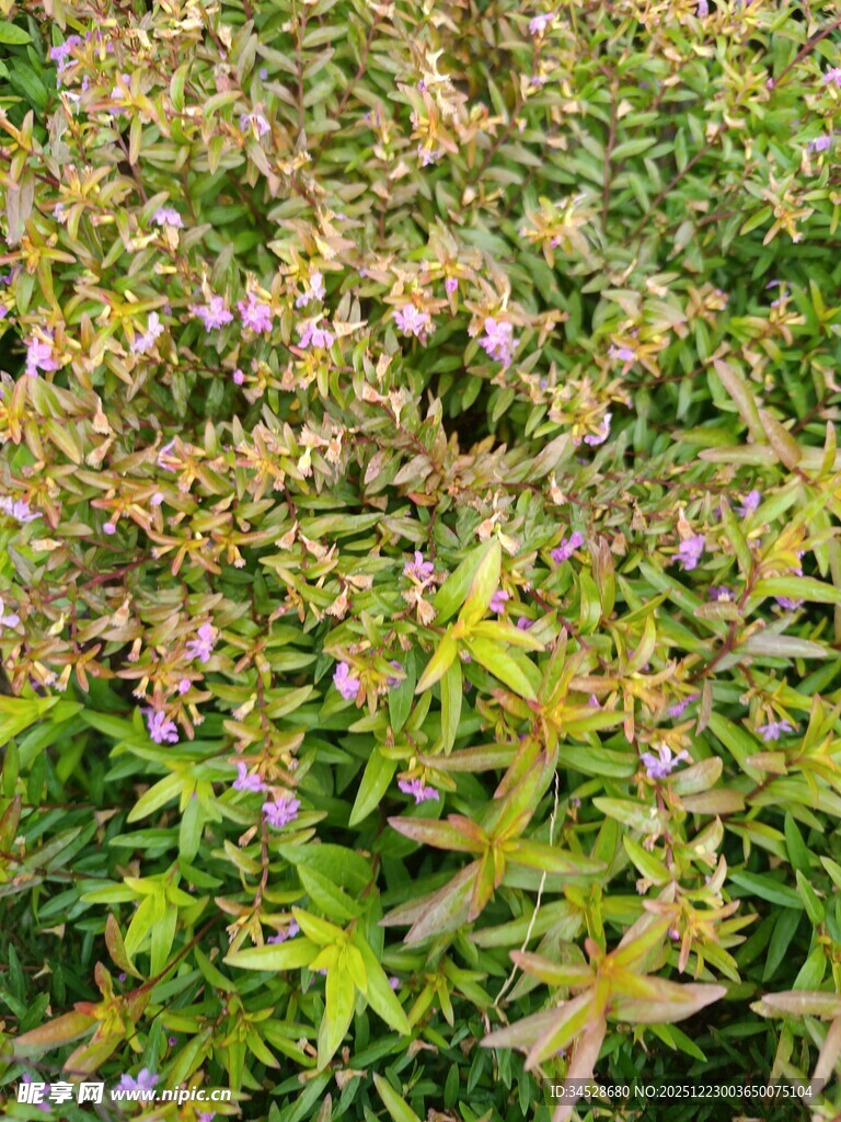 繁茂绿植间点缀紫色小花