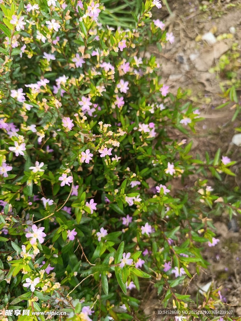 盛开的粉色小花灌木丛