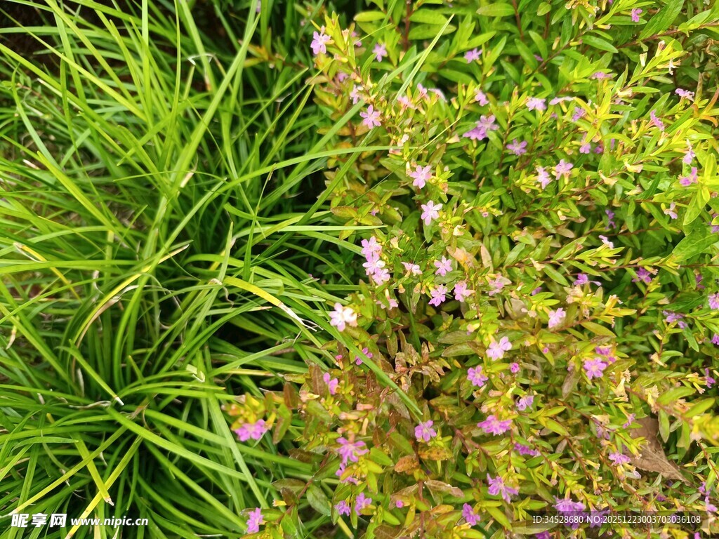 翠绿草丛中的紫色小花
