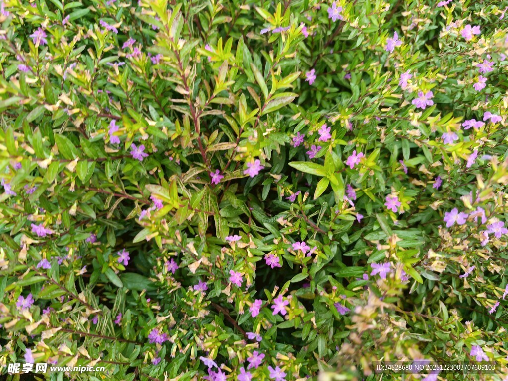 繁茂绿植中的紫色小花
