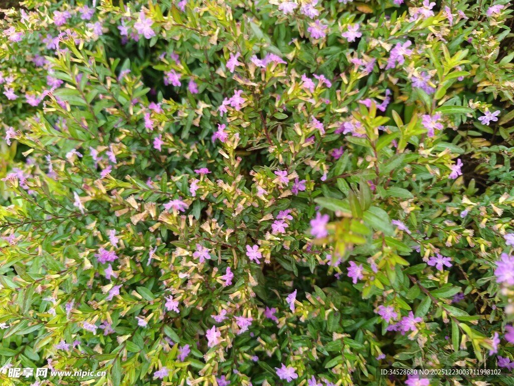 繁茂花丛中的紫色小花