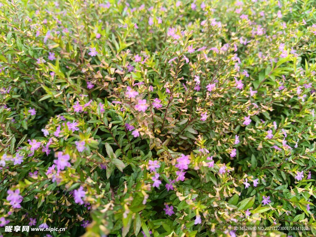 繁茂花丛中的紫色小花