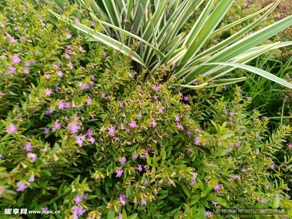繁茂绿植中的紫色小花