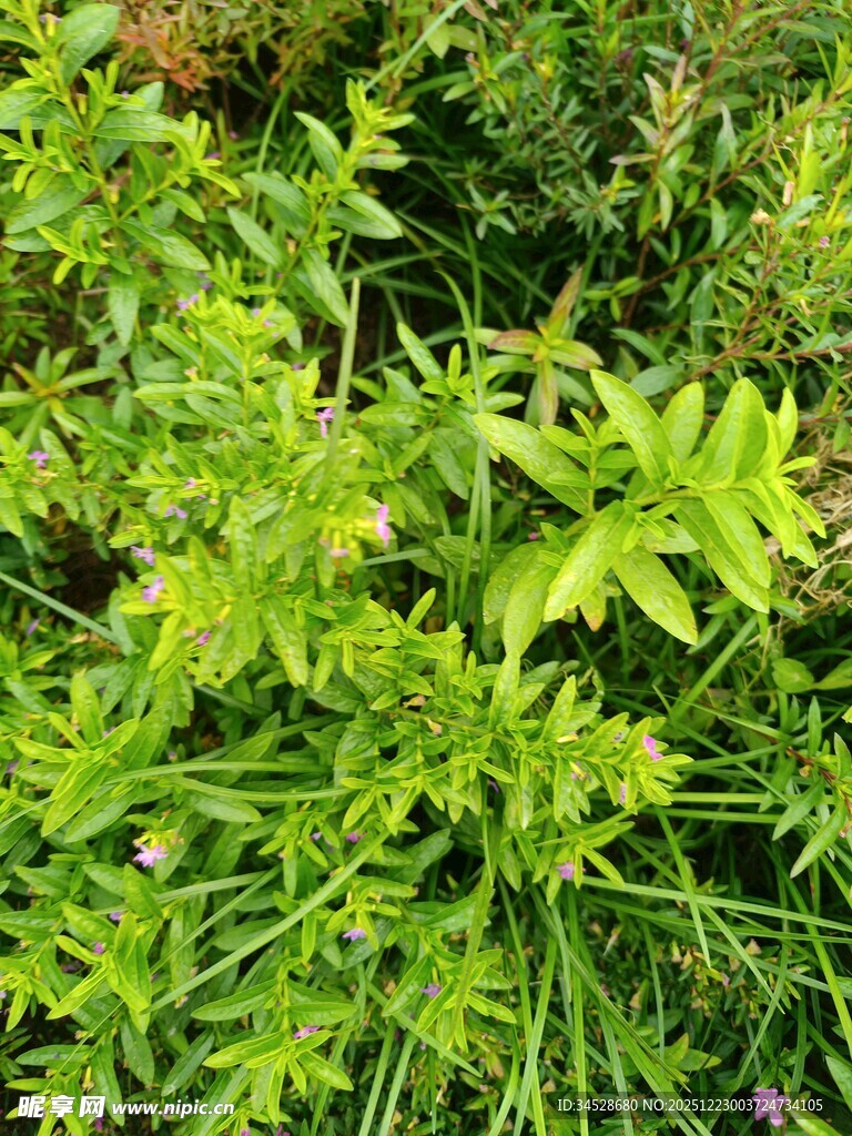 翠绿繁茂的野外植物景观