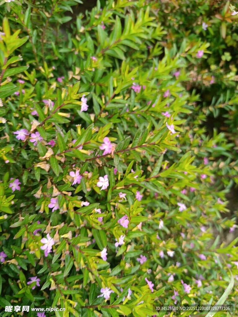 繁茂绿植间的粉嫩小花