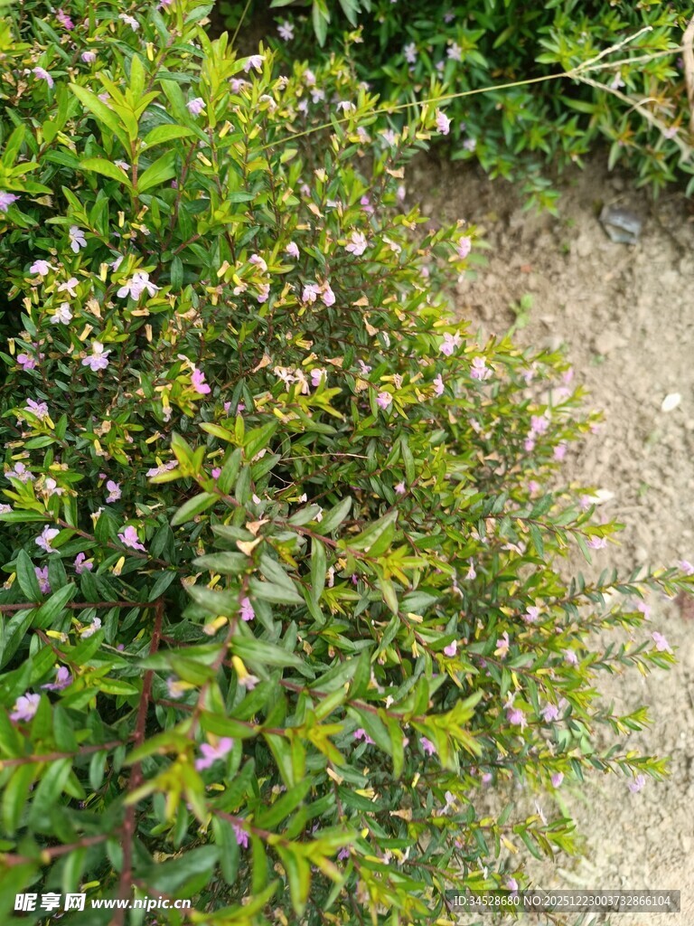 绿叶丛中的白色小花