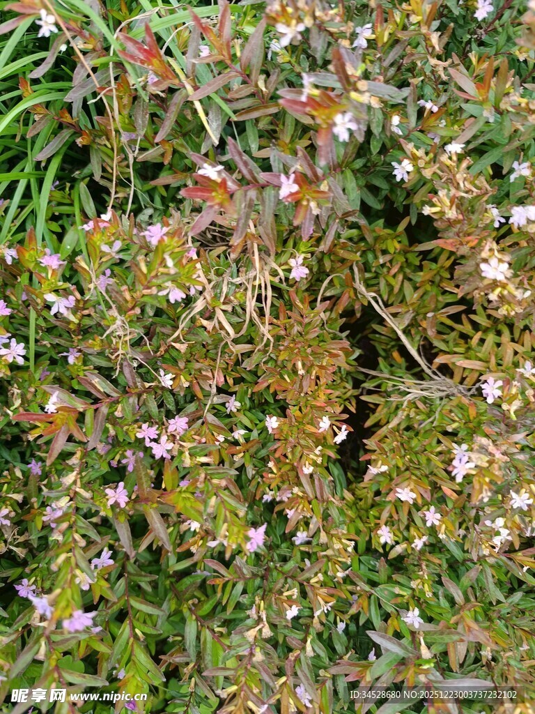 繁茂花丛中的多彩小花
