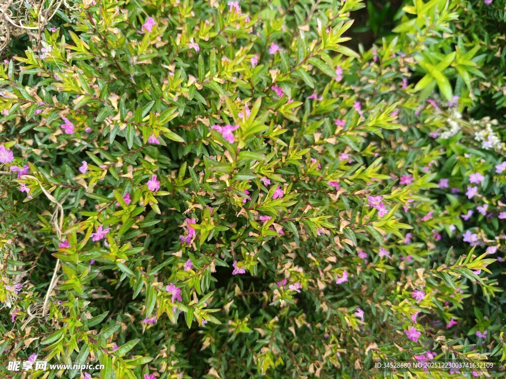 繁茂的开花灌木丛
