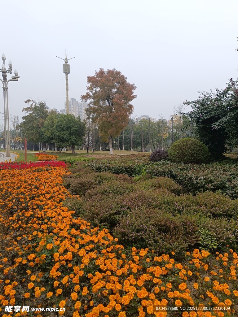 秋日绚烂花田景观