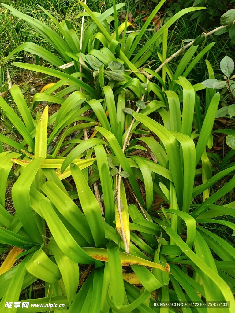 翠绿繁茂的热带植物景观