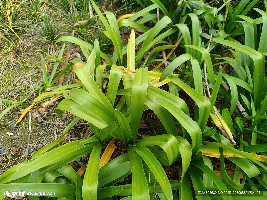 翠绿凤梨植物特写
