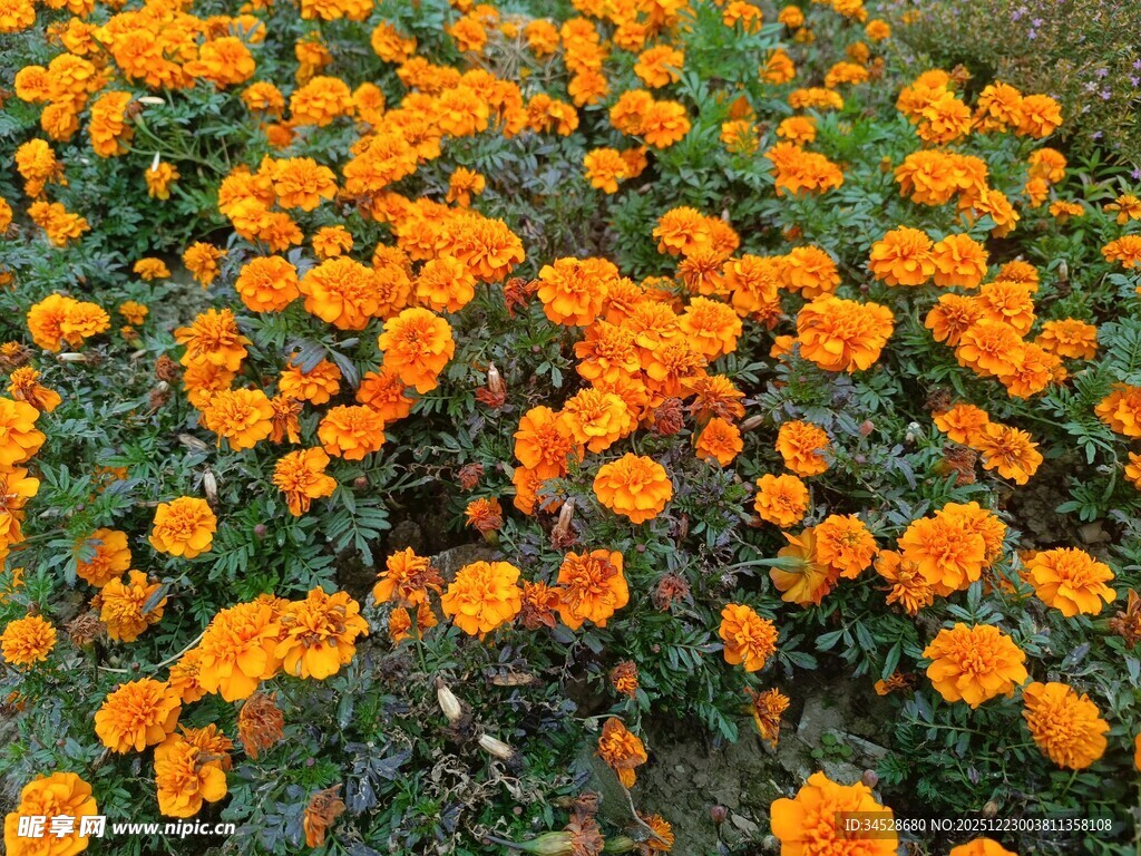 橙色万寿菊绽放的美景