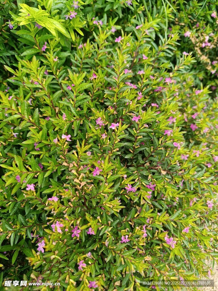 绿叶间的紫色小花