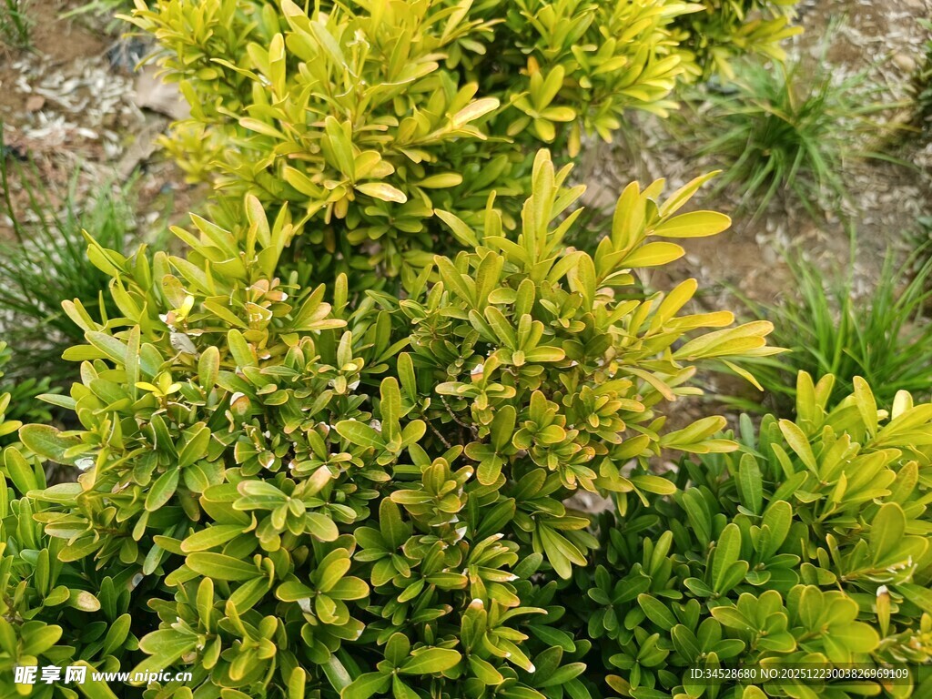 金黄叶片的茂密绿植