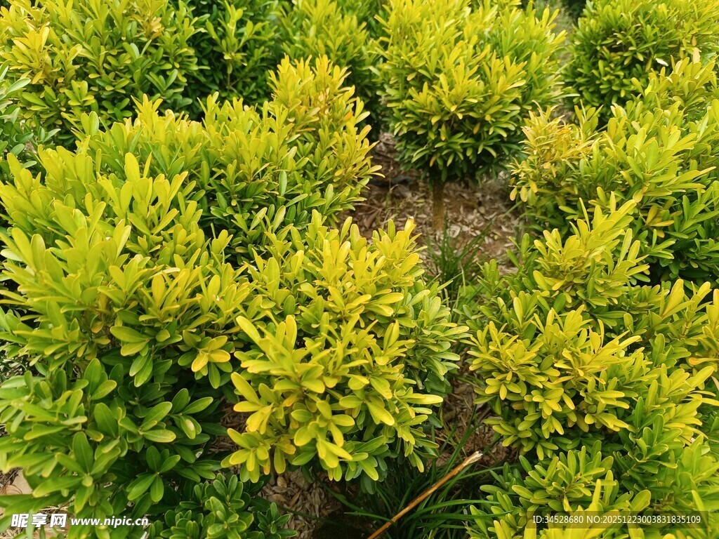 金黄灌木绿植景观
