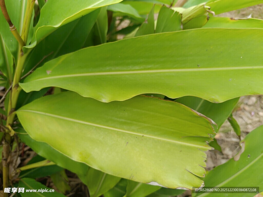 翠绿舒展的植物叶片