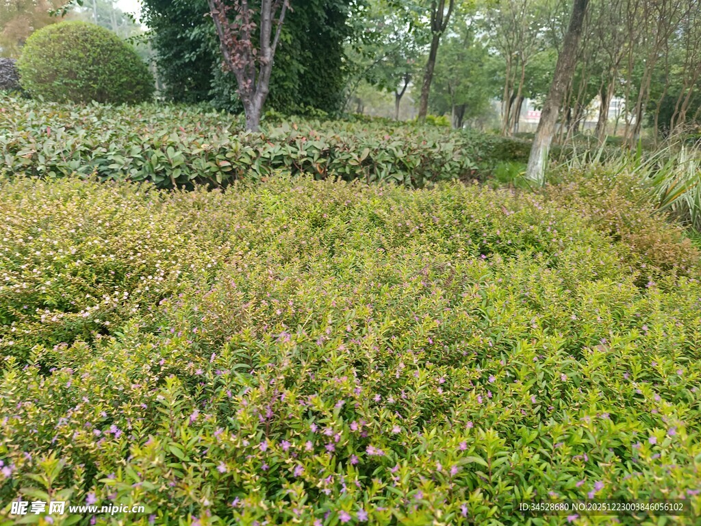 绿意盎然的野外植被景观