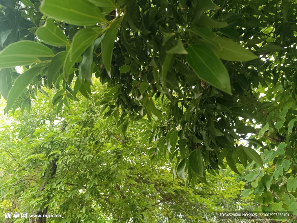 繁茂绿树间的生机景象